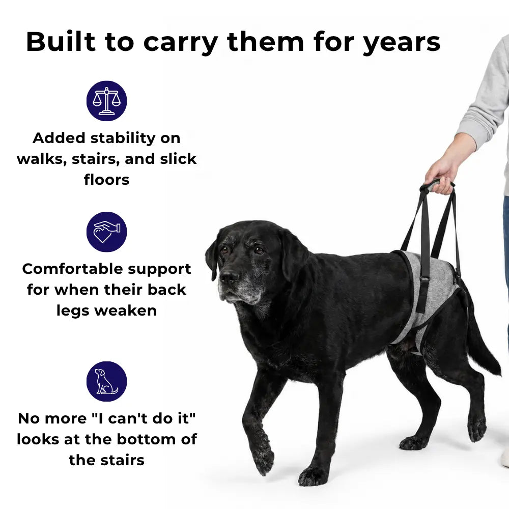 Rear Support Harness