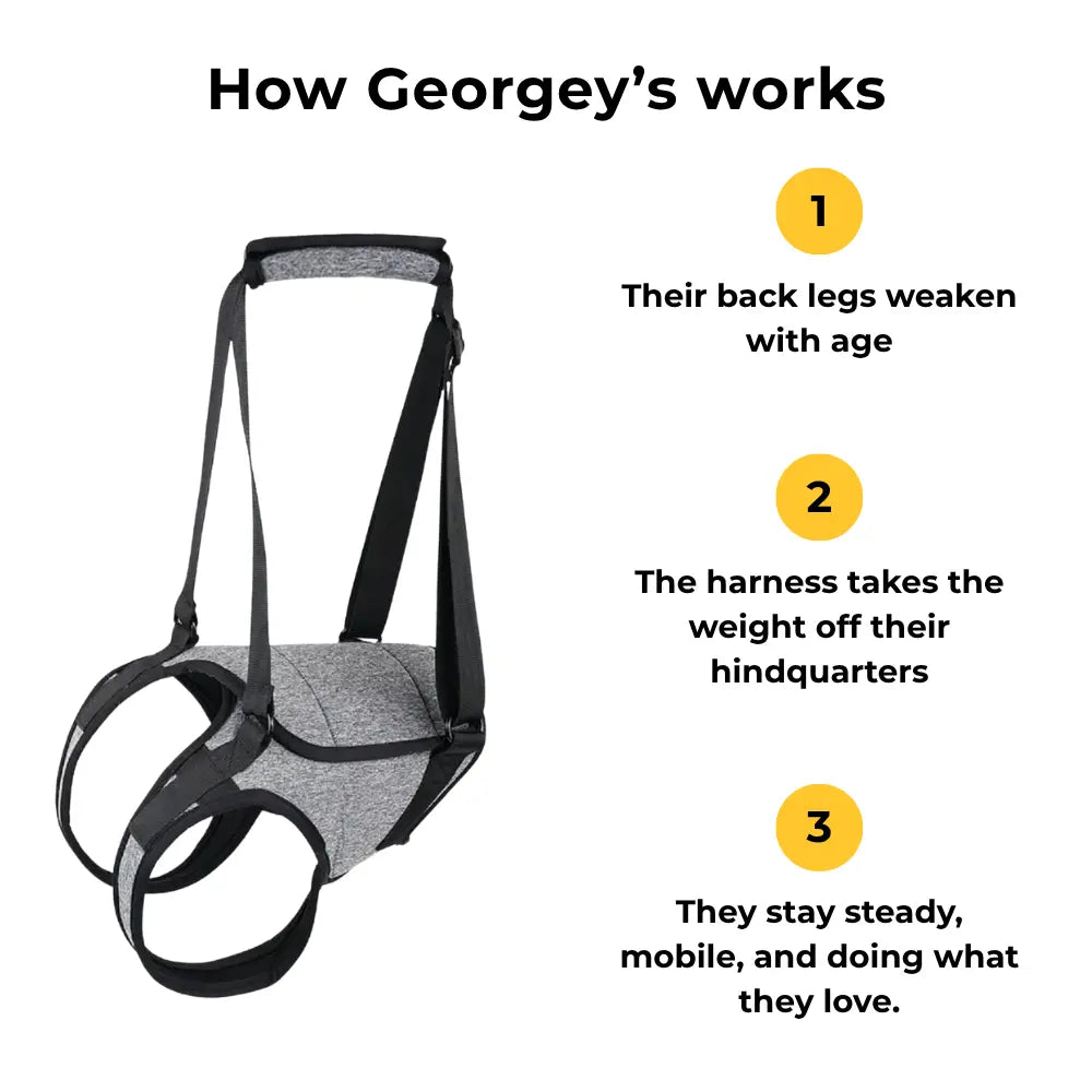 Rear Support Harness